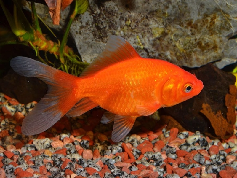 Can Goldfish Go Three Days Without Eating?