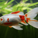 Can Goldfish Go Three Days Without Eating?