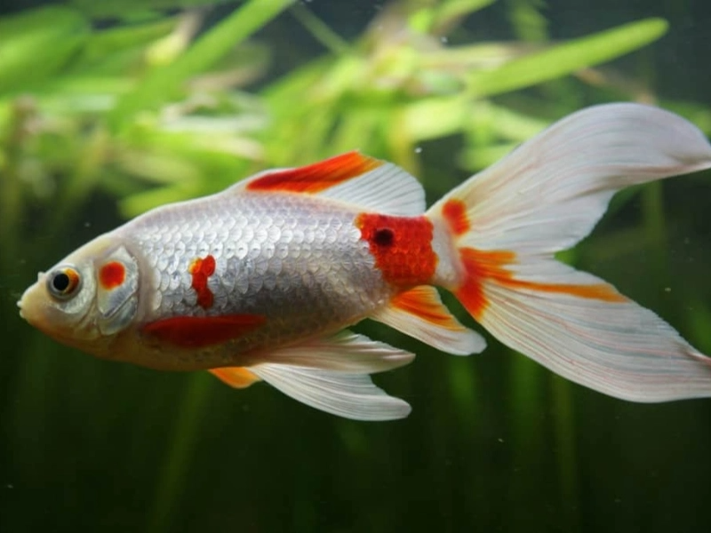 How Can I Tell Whether My Goldfish Is Starving?
