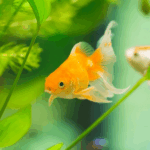 Can Goldfish Abstain From Food for How Long?