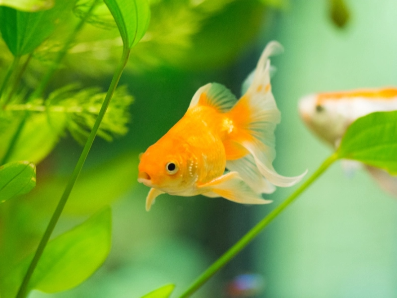 Can Goldfish Be Fed Once a Day?