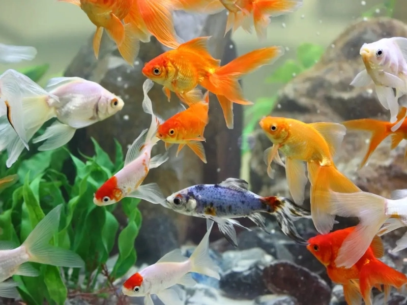 How Frequently Should Water Be Changed for Goldfish?