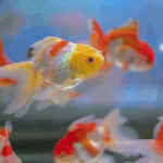 How Can I Tell Whether My Goldfish Is Starving?