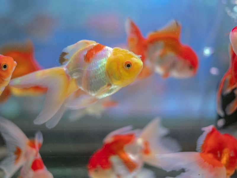 Can Goldfish Abstain From Food for How Long?