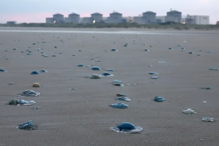 Swarm of jellyfish forces shutdown at French nuclear power plant
